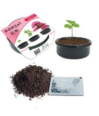 Bonsai Ekim Kiti Erguvan