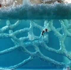 Karınca Akvaryumu Çiftliği