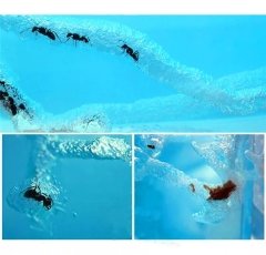 Karınca Akvaryumu Çiftliği