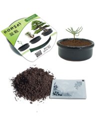 Bonsai Ekim Kiti Karaçam