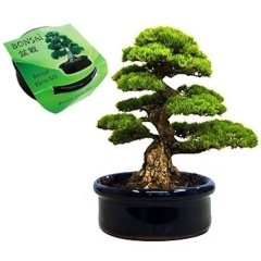 Bonsai Ekim Kiti Karaçam