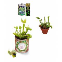 Venüs Etobur Bitki Yetiştirme Kiti