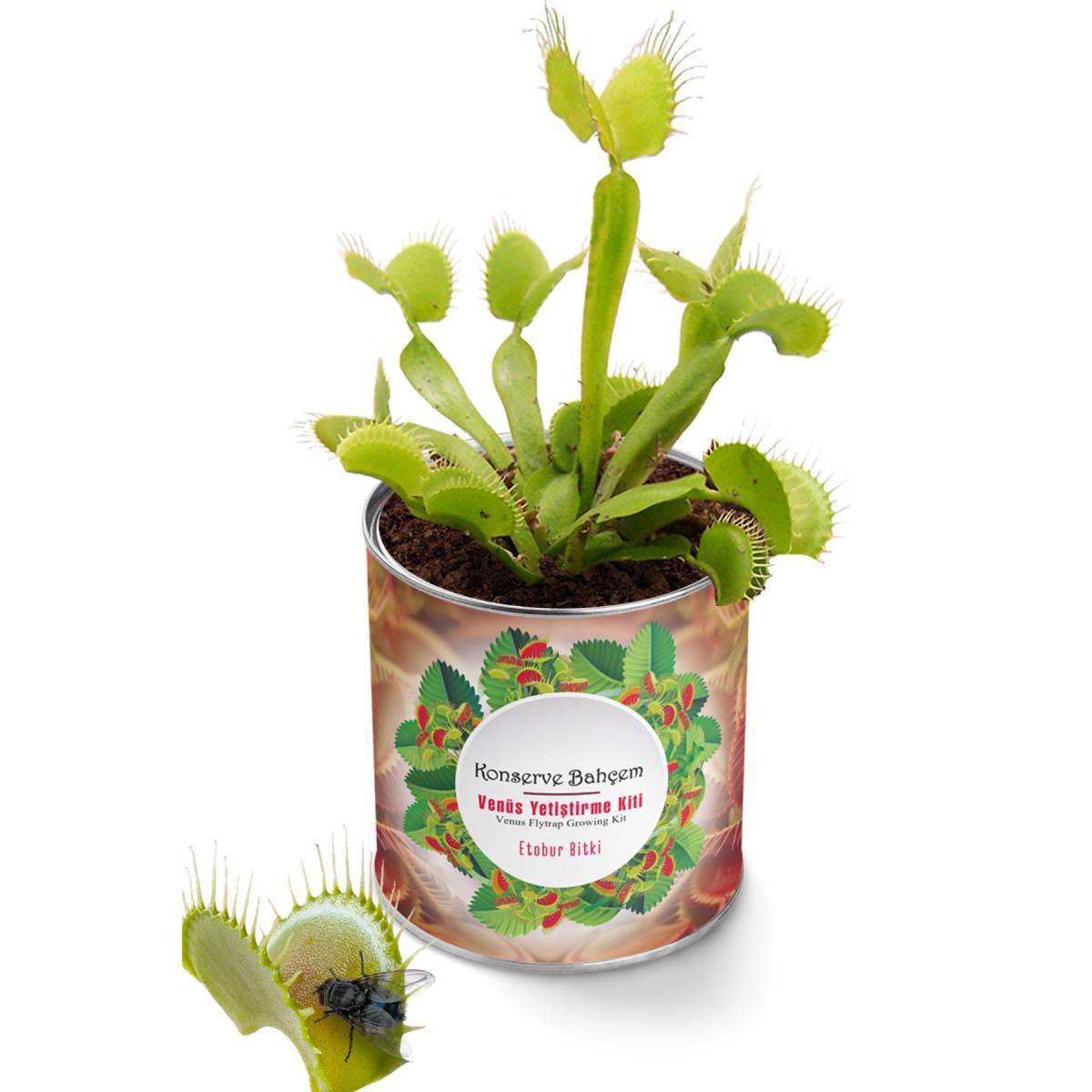 Venüs Etobur Bitki Yetiştirme Kiti