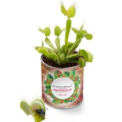 Venüs Etobur Bitki Yetiştirme Kiti