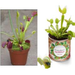 Venüs Etobur Bitki Yetiştirme Kiti